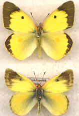 Colias erate aberrant male (Internet Image property of respective owner, non-commercial use only)